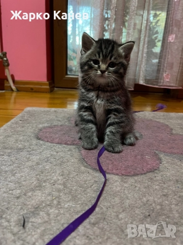 Страхотни  британчета