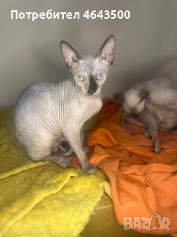 Канадски сфинкс женски на 5 месеца, снимка 9 - Сфинксове - 52383325