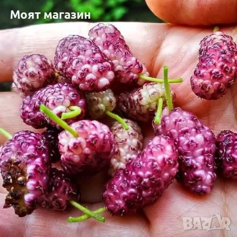 Черница-3 вида, снимка 3 - Градински цветя и растения - 53618808