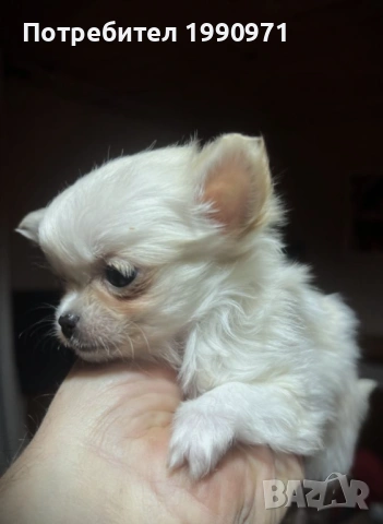 Супер красиво Бяло мини чихуахуа. Момче на 2 мес., снимка 5 - Чихуахуа - 53088543