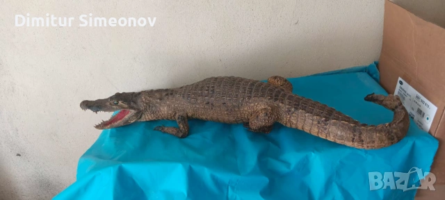 продавам препариран крокодил, снимка 3 - Колекции - 54197035
