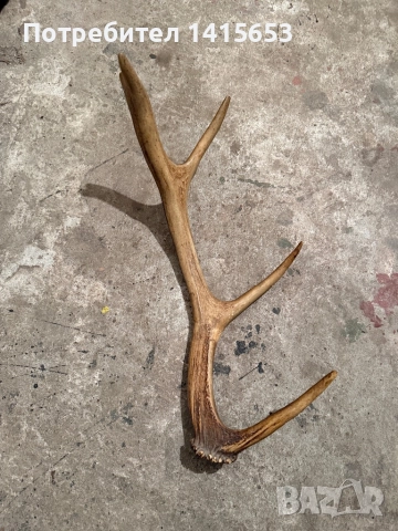 Продавам рог от сръндак