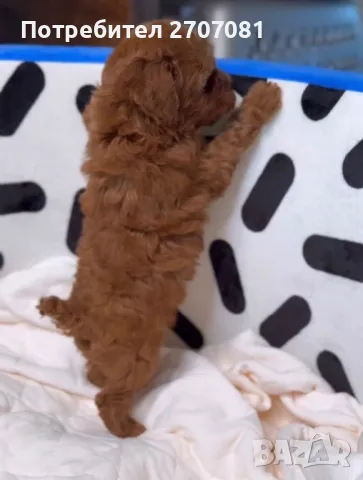 Той пудел, снимка 5 - Пудели - 49716688