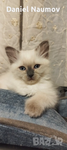 Котенца Регдол, снимка 3 - Други - 53906180