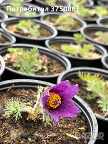 🌸 🌿 Pulsatilla vulgaris ‘Blaue Glocke’ (Съсънка), снимка 3 - Градински цветя и растения - 53971512