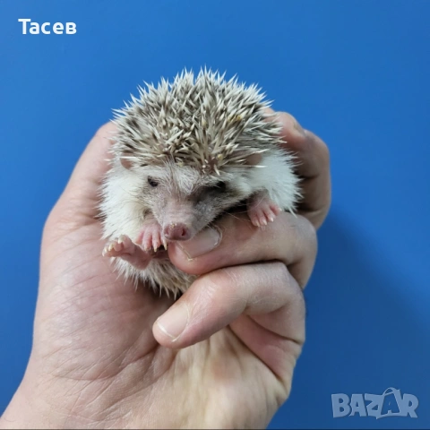 Африкански мини таралежчета