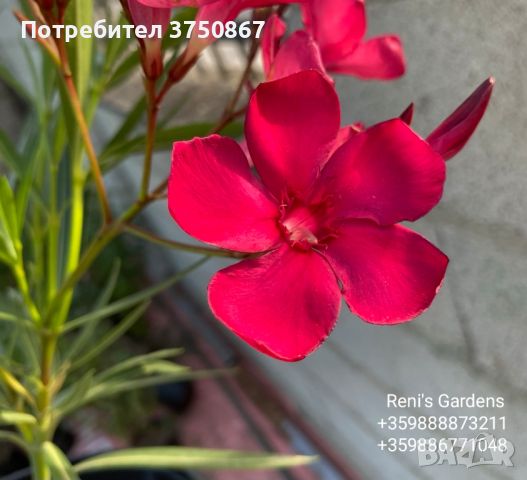 Олеандър, Зокум, Лян (Nerium oleander), снимка 1 - Градински цветя и растения - 46532445