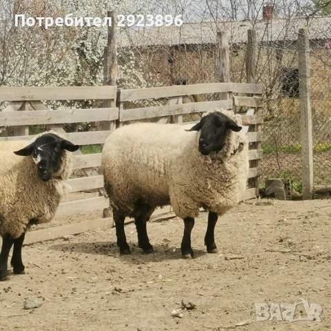 Овце Суфолк