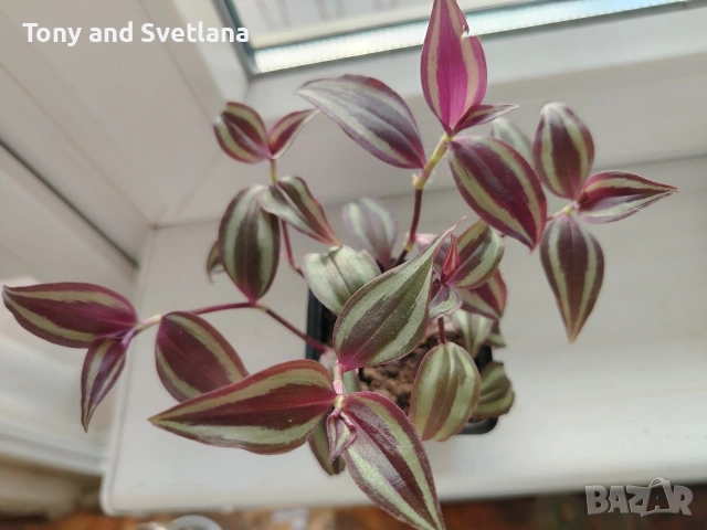 Традесканция Зебрина , снимка 2 - Стайни растения - 53613186