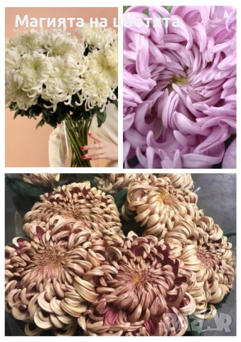 Хризантеми едър цвят, снимка 1