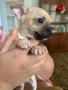 Продавам мини чиху-пинчери, снимка 2
