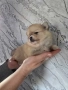Продавам померан, снимка 2