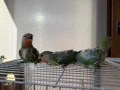 Папагали неразделки, снимка 3