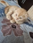 Шотландски клепоухи котета , снимка 2