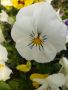 Темехужки за декорация на градини и за саксии!, снимка 1 - Градински цветя и растения - 45413689