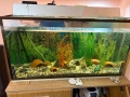 Аквариум с филтърна помпа и шкаф, снимка 1