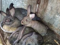 продавам зайци , снимка 8
