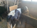 Две телета 5месеца и 3 месеца, снимка 4