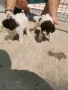 Lagotto Romagnolo , снимка 5