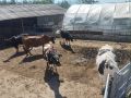 Продавам добре гледани крави, снимка 1 - Крави - 46012228