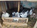 Зайци, снимка 1 - Други животни - 45162929