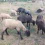 Агнета от месодайни породи и кръстоски със местни овце. , снимка 13