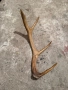 Продавам рог от сръндак, снимка 1