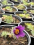 🌸 🌿 Pulsatilla vulgaris ‘Blaue Glocke’ (Съсънка), снимка 3
