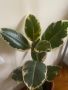 Фикус ( Ficus elastica Tineke ), снимка 2