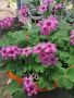 Розова детелина - 4лв., снимка 1 - Градински цветя и растения - 45965359