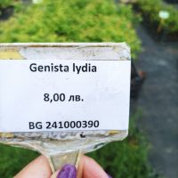 Гениста,  Genista Lydia, многогодишен, листопаден храст!!, снимка 7 - Градински цветя и растения - 45514955