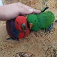 Ръчно хранени папагали Еклектус , снимка 2 - Папагали - 45590956