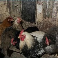 яйца от Пекински патици, Катуснки кокошки и Брами, снимка 3 - други­ - 45853209