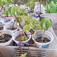 Продавам растения Дива лоза (Parthenocissus quinquefolia), снимка 4 - Градински цветя и растения - 45382708
