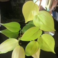 Philodendron hederaceum Lemon Lime , снимка 1 - Стайни растения - 45158825