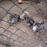 Пилета, снимка 9 - Кокошки и пуйки - 45775937