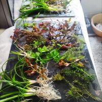 Пакет растения над 15 вида лесни за отглеждане, снимка 16 - Оборудване за аквариуми - 45264173