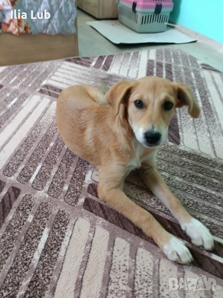 продавам шиба ину женско кученце , снимка 1