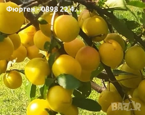 Руска слива „ Афъзка Жълта “, снимка 1