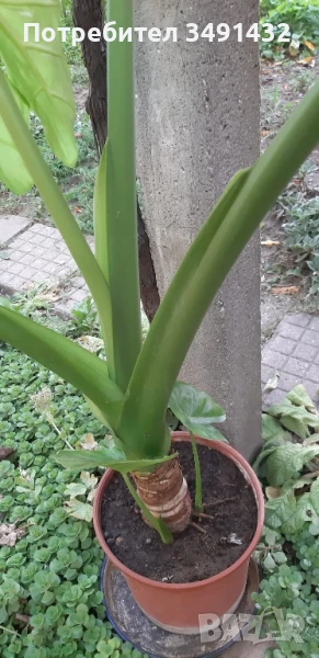 Трилистник, снимка 1