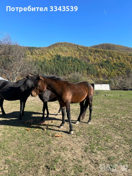Коне на по две години и половина, снимка 1