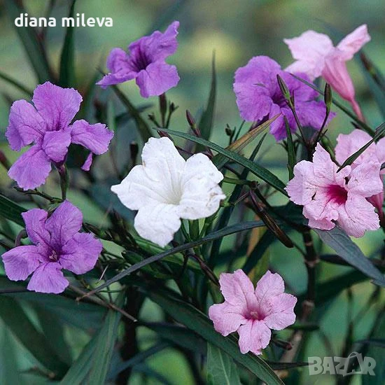 Руелия, Мексиканска петуния в три различни цвята!, снимка 1