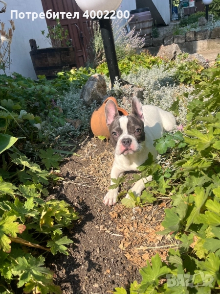 Куче Френски Булдог, снимка 1