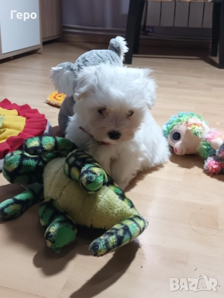 малтийска болонка , снимка 1