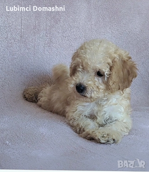 Пудел мини Пудел , снимка 1