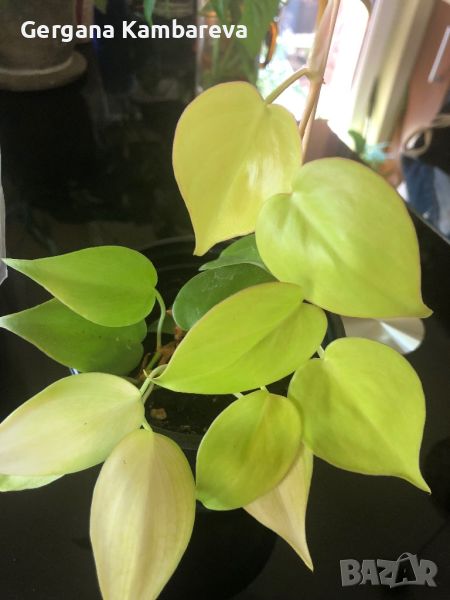 Philodendron hederaceum Lemon Lime , снимка 1