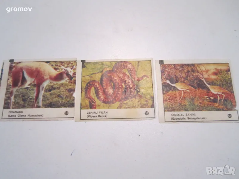 картинки от дъвки чин - чин, снимка 1