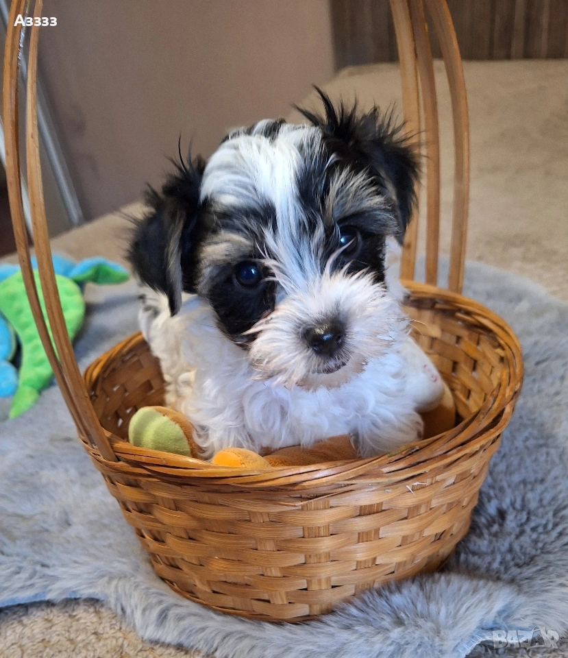 Йоркширски териер, снимка 1