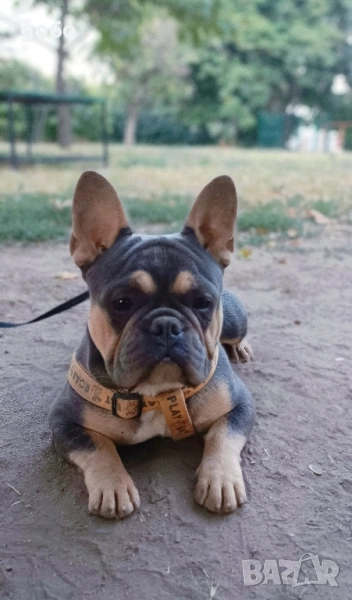 Мъжки френски булдог , снимка 1