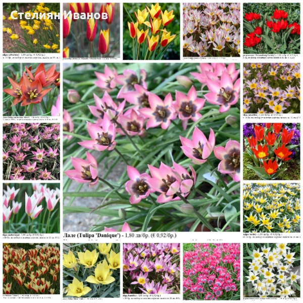 БОТАНИЧЕСКИ ЛАЛЕТА – ЛУКОВИЦИ, снимка 1